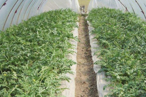 做梦梦到捡西瓜的象征意义，探索梦境中的丰收与成长