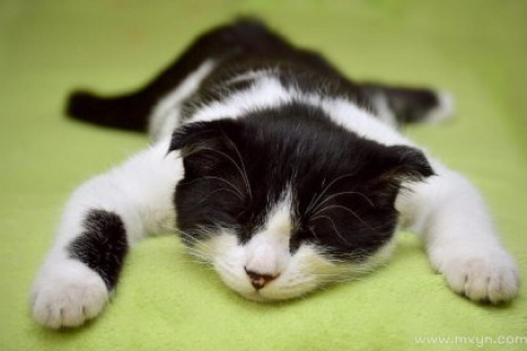 梦见死猫第二天路上看见一只死猫，梦境与现实的交织解读