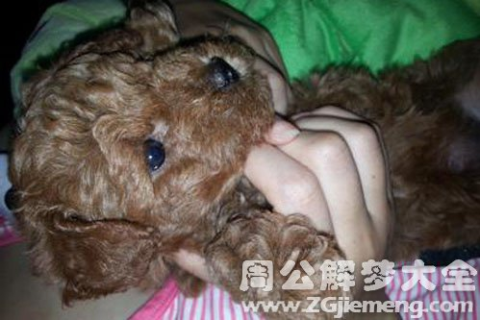 梦见狗说话变成美女，梦境解析与心理启示