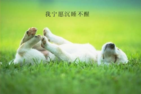 梦见自家小狗跑出去了，解读梦境中的情感与象征意义