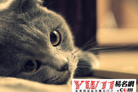 周公解梦，梦到被猫咬的深层含义与预兆