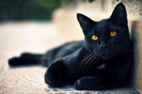 梦见一只黑猫，从凶猛到亲昵的转变
