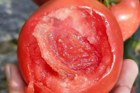孕妇梦境探秘，摘取红色西红柿却未食用的深层含义